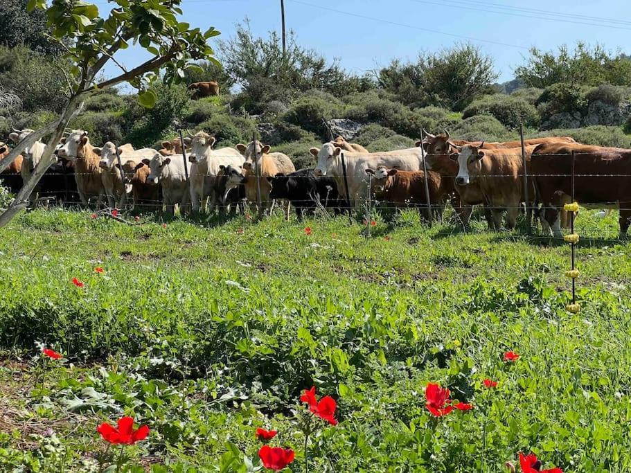 فيلا אחוזת היניבים Yaniv Estate Nurit المظهر الخارجي الصورة
