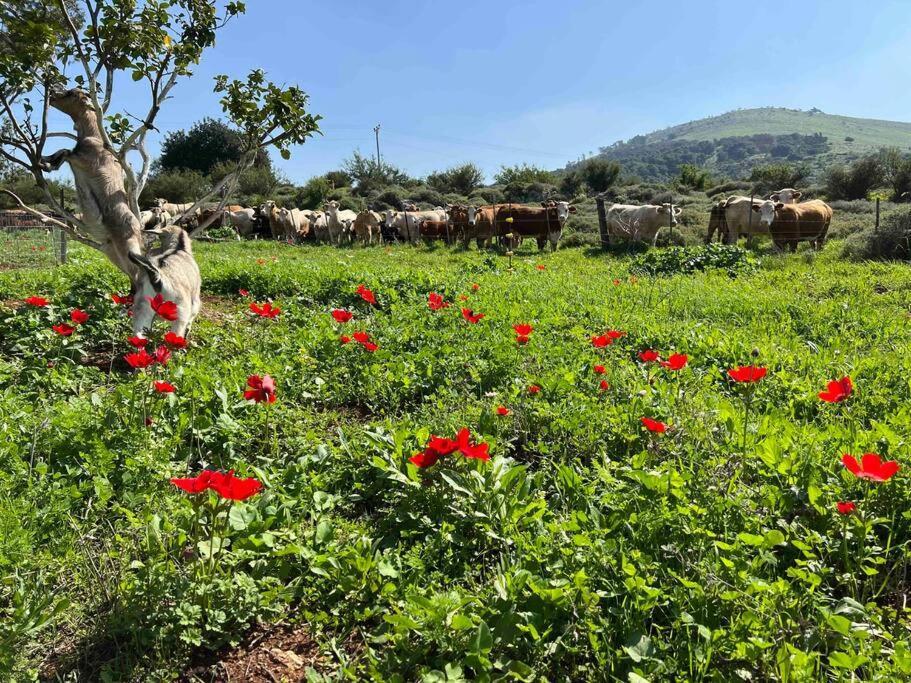 فيلا אחוזת היניבים Yaniv Estate Nurit المظهر الخارجي الصورة